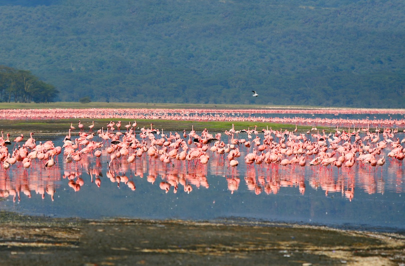 lake_nakuru