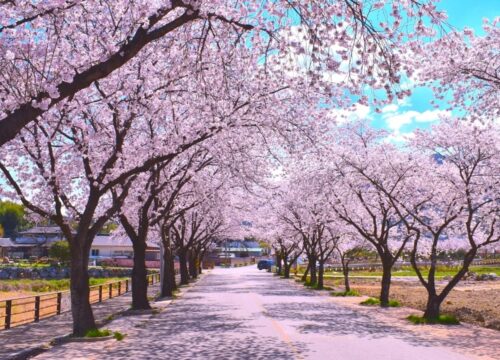 Cherry Blossom in Korea April 2026