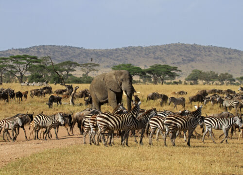 Kenya & Tanzania June 2026