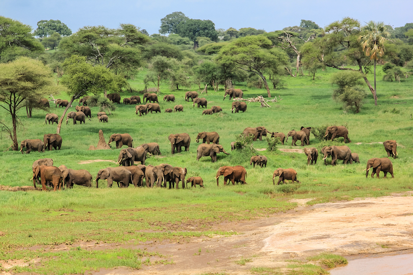 tarangire