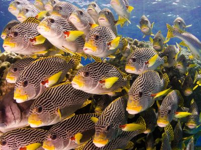 School of Sweet-lips, Great Barrier Reef, Australia